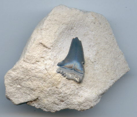 Shark tooth A (474x405, 29783)