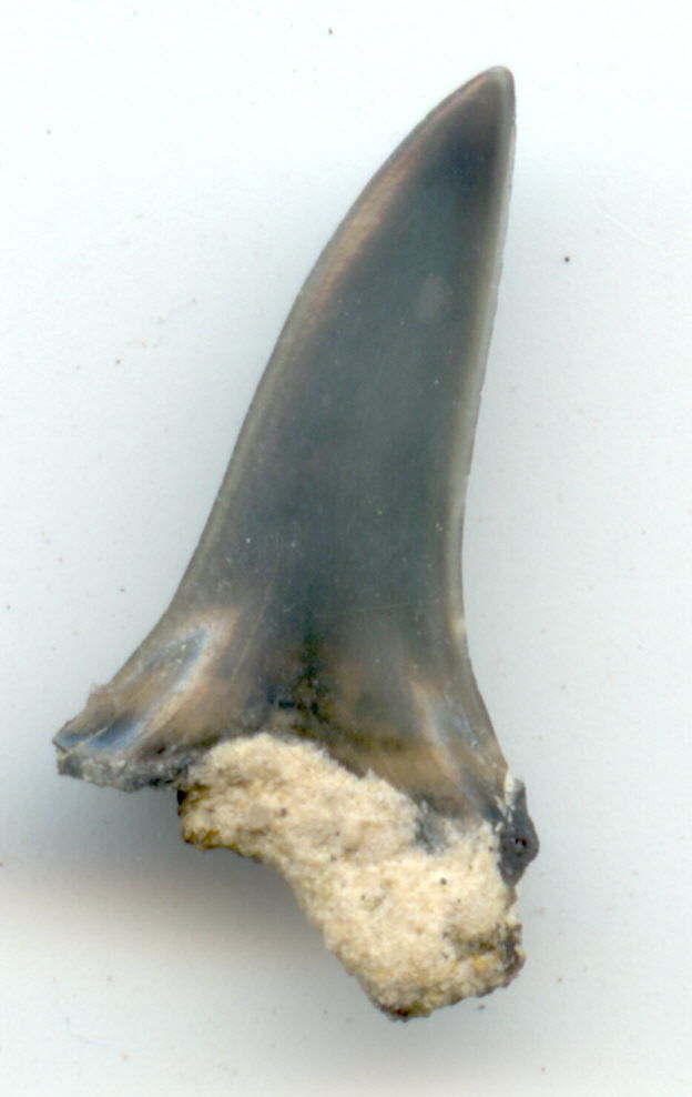 Tooth 1, 16mm c (624x988, 45410)