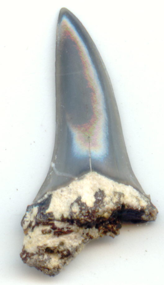 Tooth 1, 16mm d (528x916, 42696)