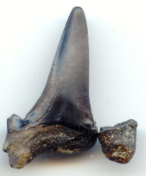 Tooth 22mm a (213x257, 10155)