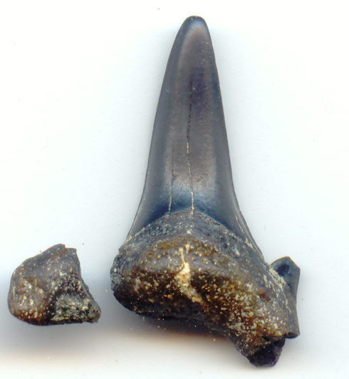 Tooth 22mm b (490x532, 29667)